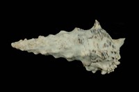 藏品(寶塔蟹守螺)的圖片